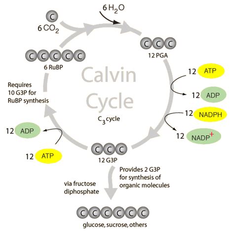 Calvin Cycle Tanners Ap Bio Project