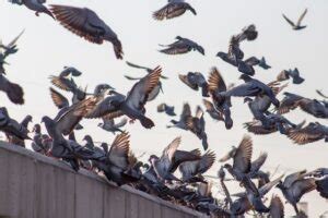 Kokcydioza u gołębi objawy leczenie Jak wygląda kokcydioza u gołębi