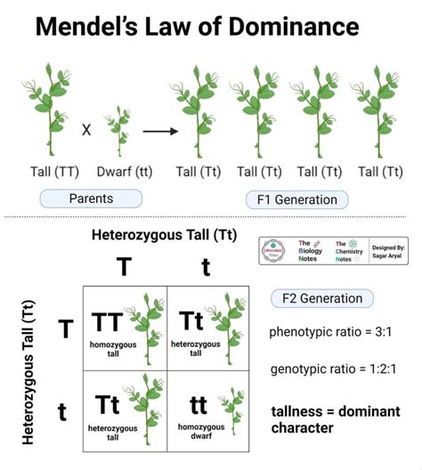 Mendels Law Of Inheritance Presentation