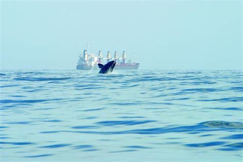 Missed Opportunity UN Session To Save Biodiversity In High Seas Ends