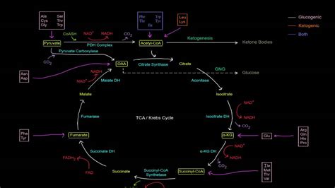 Amino Acid Oxidation Pathways Part 1 Of 10 Intro Youtube