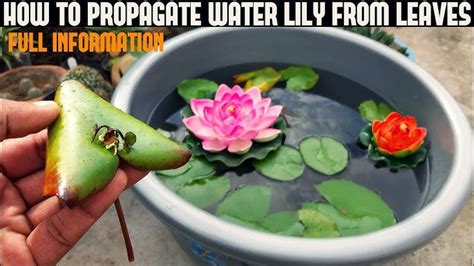 13 Plant Lotus Seeds Maitiuregina