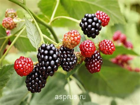 Промышленное выращивание ежевики | АППЯПМ