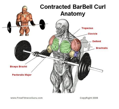 Barbell Curl Muscles Worked