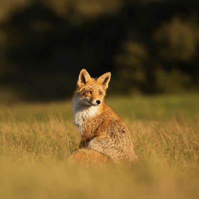 17 Fox Facts for Kids and Fox Enthusiasts