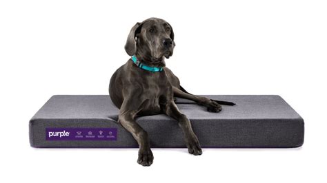 The best dog bed in 2025: 8 top dog mattresses | Tom's Guide