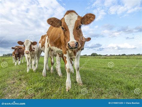 Curious Cute Calves Playful Funny In A Row Together Oncoming To The Camera In A Green Pasture