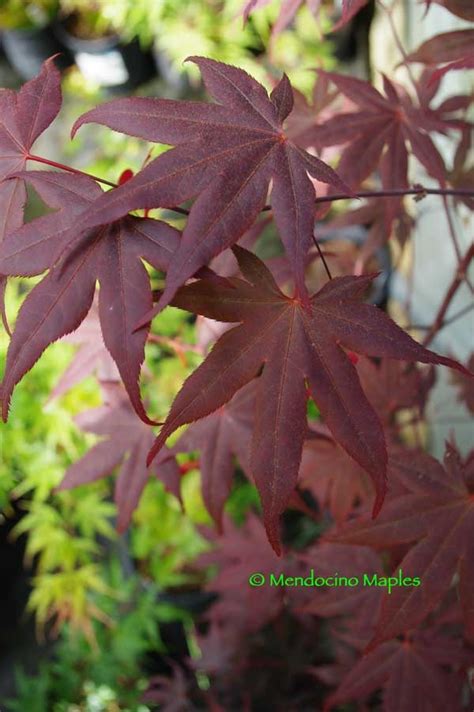 Yezo Nishiki Mendocino Maples Nursery