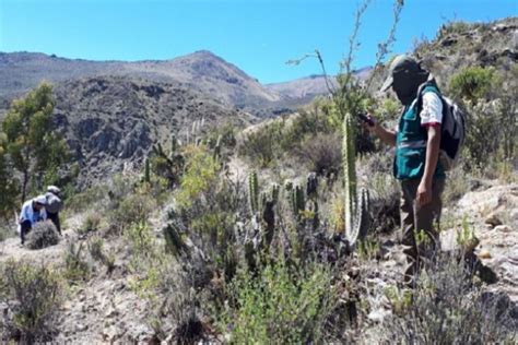 Serfor Y Quellaveco Se Unen Para Proteger La Flora Y Fauna Silvestre De