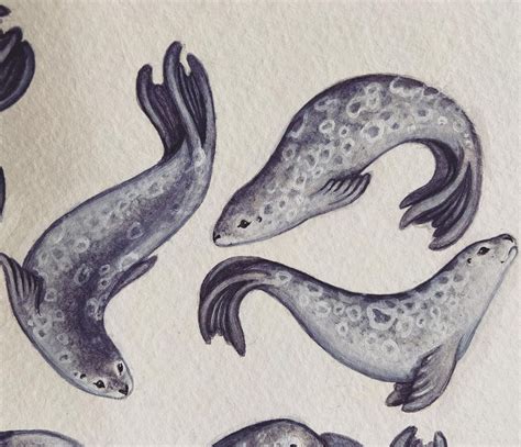 Seals And Selkies Artofit