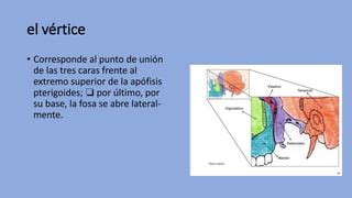 Cavidades De La Cara Pdf Anatomia Uasd Ppt