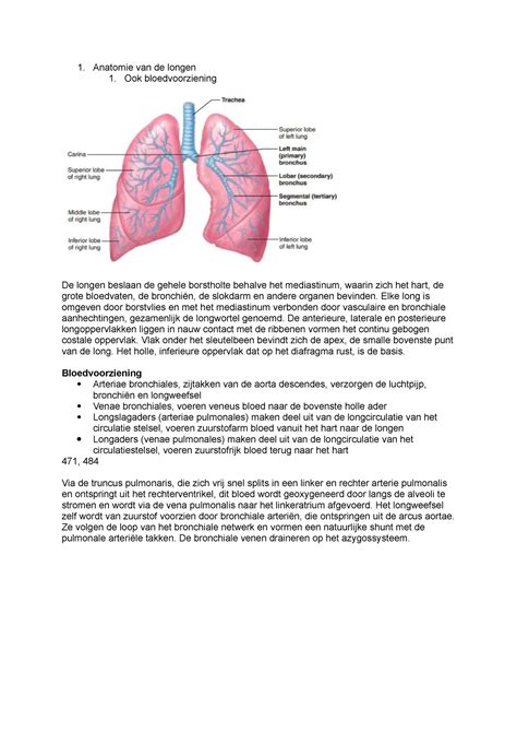 Blok Casus Anatomie Van De Longen Ook Bloedvoorziening De Longen