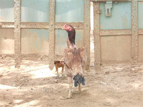 Fighting Rooster Pure Line Yakoot Asil Hen