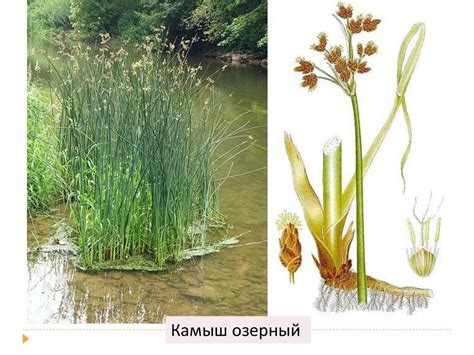 Семейство Злаковые. Семейство Осоковые - презентация онлайн