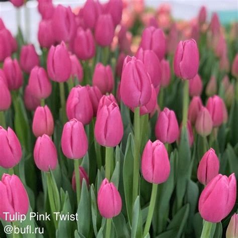 Tulip Pink Twist Bufl Ru