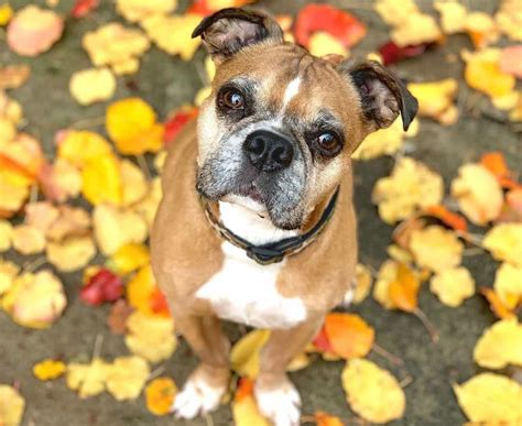 A Complete Guide to the Adorable Miniature Boxer - K9 Web