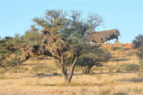 Camelthorn Tree With Community Nest Stock Photo Image Of Kgalagadi