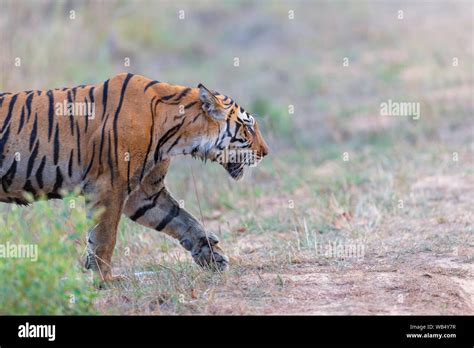 Wild Royal Bengal Tiger Or Panthera Tigris Tigris Roaming In Kanha