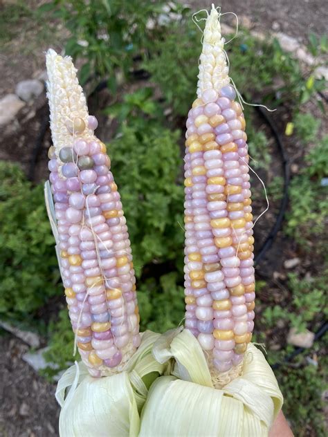 Several varieties of maize : r/corn