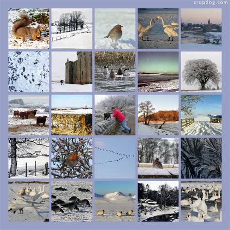 Winter Photo Collage Archives - Cropdog Photo Collage