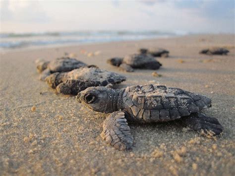 Scientists Develop New Way To Identify The Sex Of Sea Turtle Hatchlings