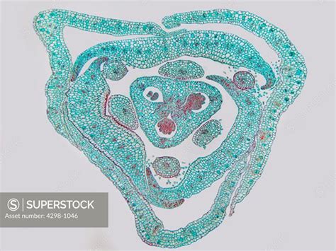 Tradescantia Reflexa Spiderwort Ovary Cross Section Magnification