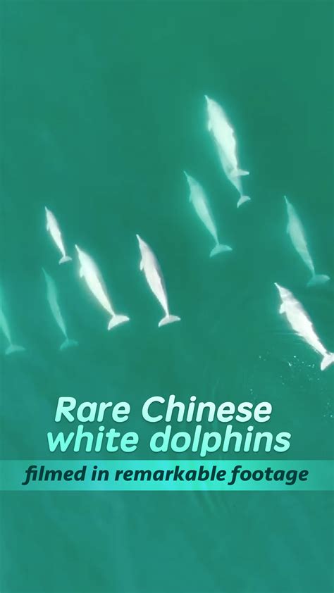 Rare Chinese White Dolphins Filmed In Remarkable Footage Cgtn