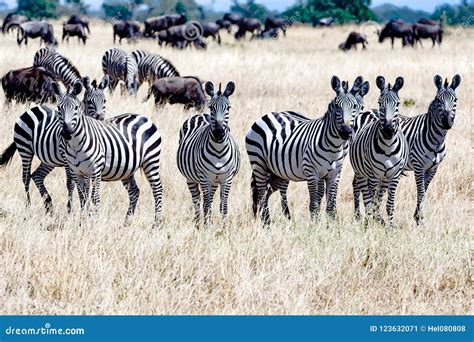 Zebras Together in Serengeti, Tanzania Africa, Group of Zebras between Wildebeests Stock Image ...