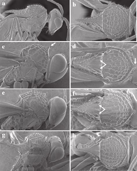 Cabeza Y Mesosoma En Visión Lateral A C E G Y Mesosoma Dorsal B Download Scientific