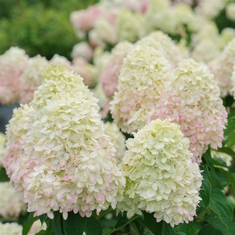 Buy Limelight Prime® Hydrangea Trees For Sale Perfect Plants