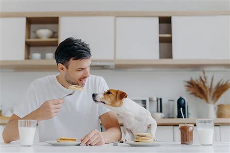 10 alimentos que você nunca deve dar ao seu pet Le Banquet