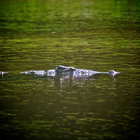 НИЛЬСКИЙ КРОКОДИЛ Crocodylus Niloticus