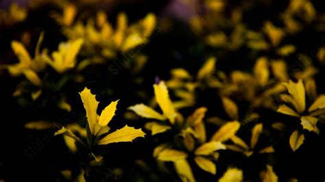 Fondo Hierba Amarilla Flores Y Árboles Protección Del Medio Ambiente