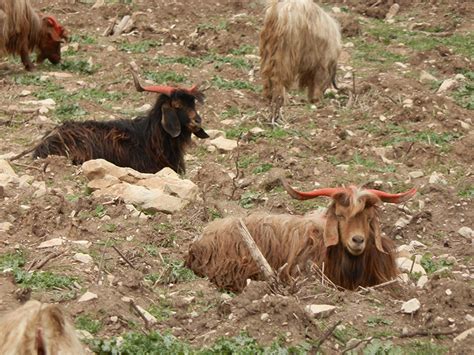 Neolithic Farming