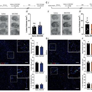 Influence Of NLRP3 NACHT LRR And PYD Domains Containing Protein 3