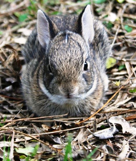 Eastern Cottontail - Sylvilagus floridanus - NatureWorks