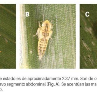 Implementaci N De Trampas Amarillas Para El Monitoreo De D Maidis