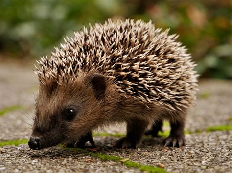 700 Kostenlose Igel Natur Fotos Pixabay