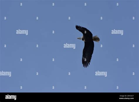 Mature Bald Eagle In Flight With Blue Sky Stock Photo Alamy