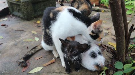 Mom Kitten Talking And Takes Care Of Cute Meowing Kittens Youtube