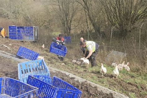 Camion renversé poulets en liberté sur l A13 la circulation rétablie