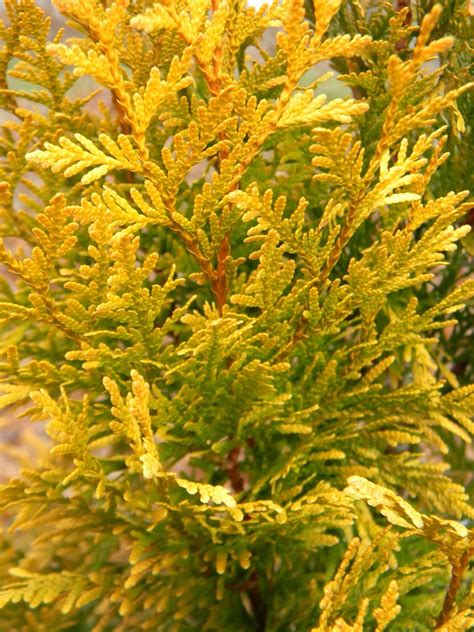 Thuja plicata (Giant Arborvitae, Western Red Cedar) | North Carolina ...