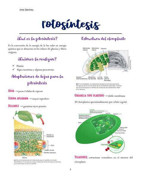 SOLUTION Biolog A Fotos Ntesis Studypool