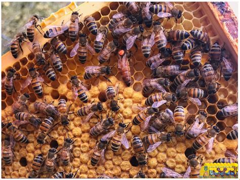 Buckfast Bienenk Nigin F Gezeichnet Standbegattet Bienendom De