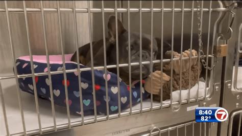 Free adoptions offered by Miami-Dade Animal Services to honor National Adoption Week – WSVN ...