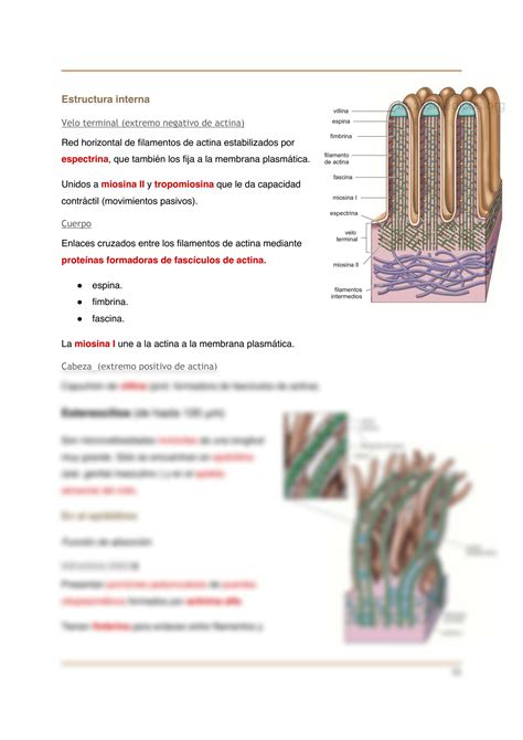 SOLUTION Tejido Epitelial Histologia Ross Studypool