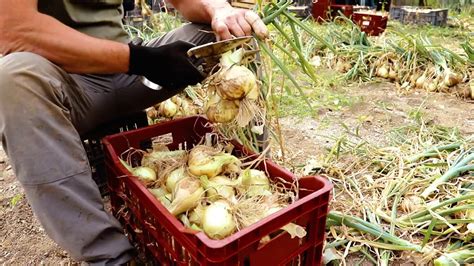 La Récolte des oignons doux des Cévennes AOP YouTube