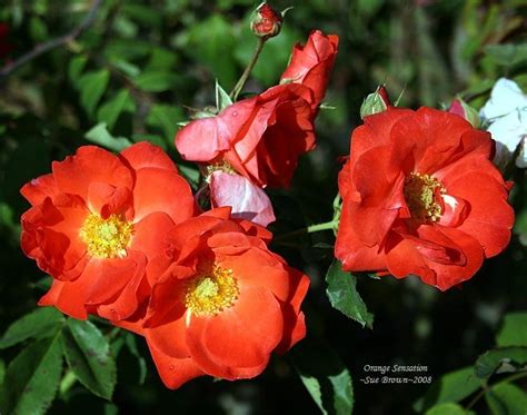 PlantFiles Pictures Floribunda Rose Orange Sensation Rosa By Calif Sue