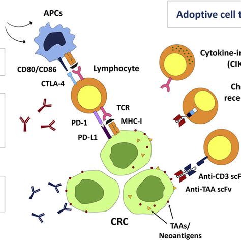 Adenoma Carcinoma Sequence With Genetic Alteration Pathways Chromosomal Download Scientific