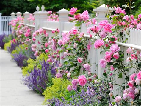 Flowers Along White Picket Fence Pictures Photos And Images For